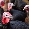 Wild Turkey Causes $5,000 In Damages At NJ Home